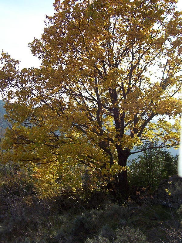 112_Cotefablo-Oros_27